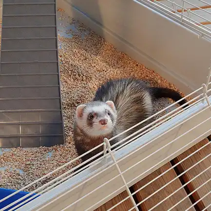 Ferplast CAGE FURET TOWER Клітка для тхорів: додаткове фото 9