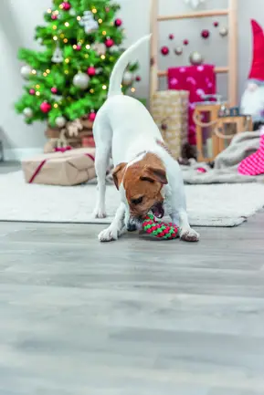 Іграшка для собак Trixie Різдвяний канат у формі цукерки котон, поліестер 19 см: додаткове фото 3