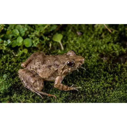 Живий мох Komodo Habitat Moss 100г 4.5л (83030): додаткове фото 4