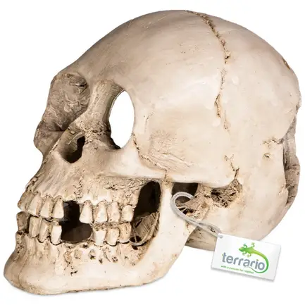 Декорація череп людини Terrario Human Skull XL 15x10x9см (161012): додаткове фото 5