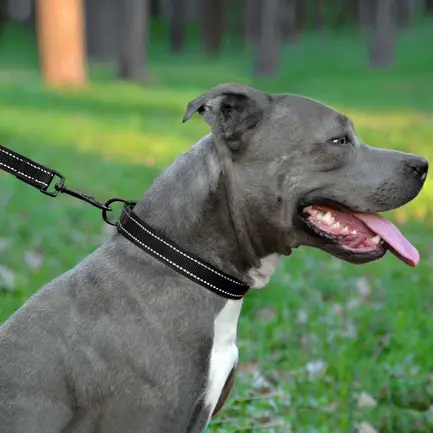 Повідець для Собак Bronzedog Active Нейлоновий зі Світловідбиттям Чорний XS: додаткове фото 6