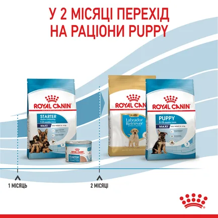 Сухий корм Royal Canin MAXI STARTER для дорослих собак великих порід 4 кг: додаткове фото 8