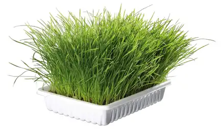 Трава Trixie Soft Grass для котів та кошенят, контейнер, 100 г: додаткове фото 2
