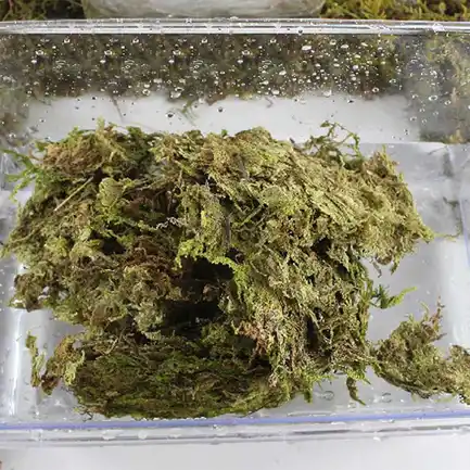 Сфагновий мох Repti-Zoo Sphagnum moss 100г. 4.5л. (SB031): додаткове фото 5