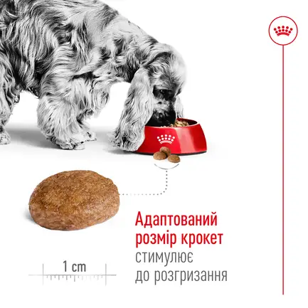 Сухий корм Royal Canin MEDIUM ADULT 7+ для собак зрілого віку середніх порід 4 кг: додаткове фото 4