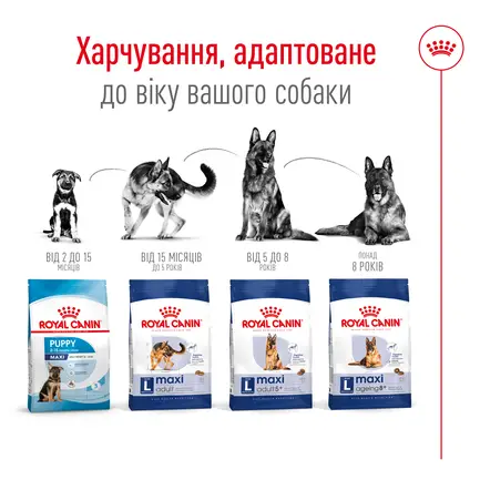 Сухий корм Royal Canin MAXI AGEING 8+ для собак зрілого віку великих порід 15 кг: додаткове фото 3