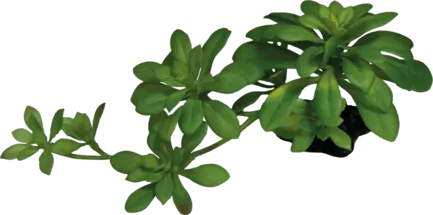 REPTO PLANT SUCCULENT GREEN XL (R5100635) Штучна рослина для тераріума