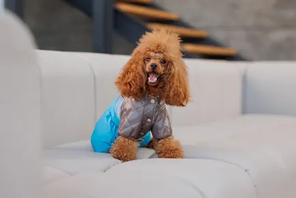 Комбінезон Pet Fashion Сharlie ХS2 для собак: додаткове фото 5