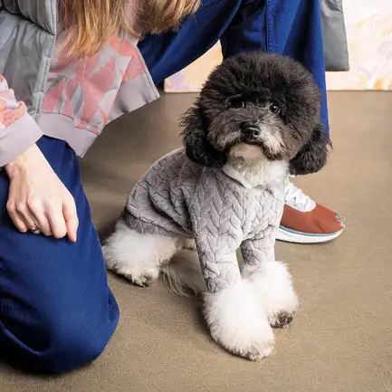 Толстовка Pet Fashion «Delicate» для собак, розмір S, сіра: додаткове фото 4