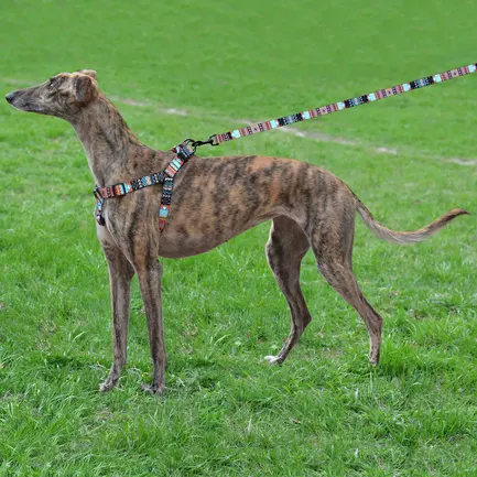 Шлея для Собак BronzeDog Urban Нейлонова Ацтеки L: додаткове фото 5