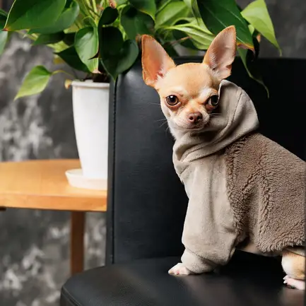 Светр Pet Fashion «Nick» для собак, розмір M, мокко (лімітована серія): додаткове фото 5