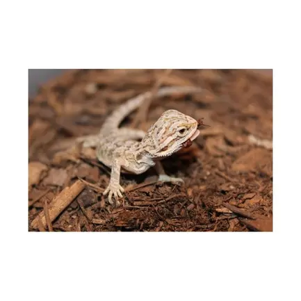 Підкладка з кокосового волокна Repti-Zoo Coconut fiber Substrate 8л (SB650): додаткове фото 5