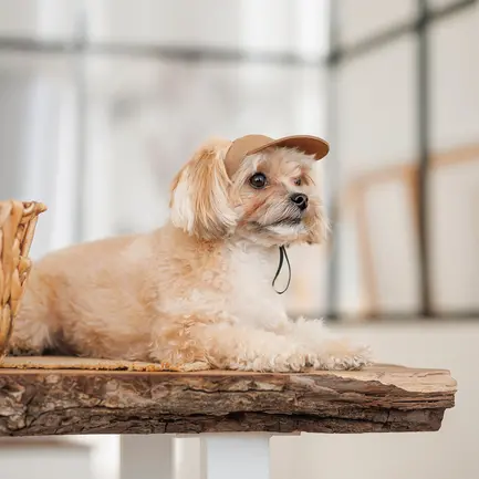 Кепка Phil ТМ Pet Fashion для собак ХL бежева: додаткове фото 4
