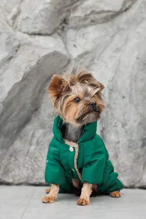 Комбінезон Pet Fashion EGO ХS2 зелений для собак: додаткове фото 4