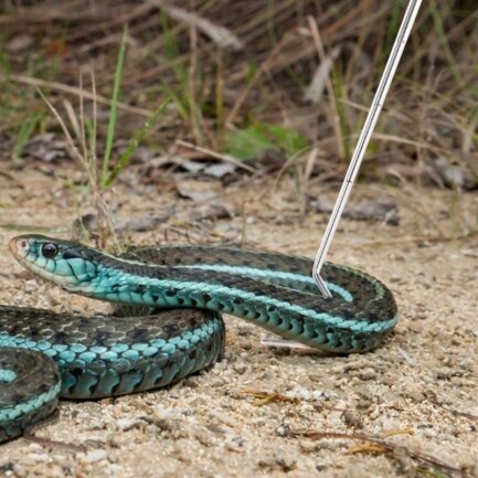 Гачок для змій Repti-Zoo Stainless Snake Hook 21-58см. макс. 2кг. (SNH03) — Фото 4