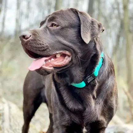 Нашийник для Собак BronzeDog Surf Водовідштовхуючий із Захисним Полімерним Покриттям та Металевою Пряжкою Зелений S: додаткове фото 6