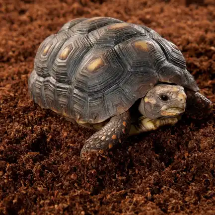 Підкладка з кокосового волокна Repti-Zoo Coconut fiber Substrate 8л (SB650): додаткове фото 4