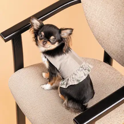 Шлея Pet Fashion для дівчинки Nika S: додаткове фото 5