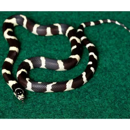 Коврик-субстрат Komodo Reptile Carpet 60x50см (83028): додаткове фото 4