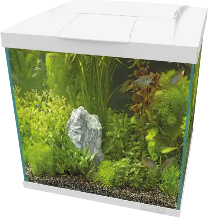 Акваріумний комплект - SF START QUBE 60 KIT WHITE (A4052365)