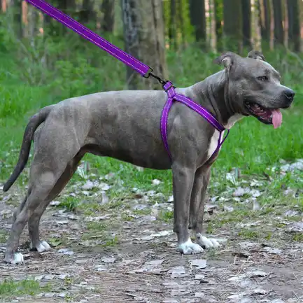 Шлея для Собак BronzeDog Active Нейлонова зі Світловідбиттям Фіолетова L: додаткове фото 5