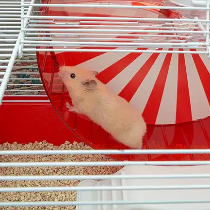 Ferplast CAGE CONEY ISLAND WHITE (x1) Клітка для хом'яків: додаткове фото 4