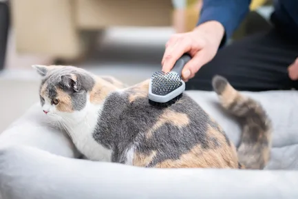 Гребінець-щітка FURminator для котів та собак, двостороння, з гумовою ручкою та захисними кульками: додаткове фото 6