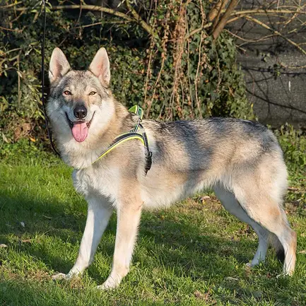 Ferplast SPORT DOG P L YELLOW Шлея, нейлон: додаткове фото 3