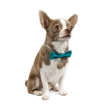 Метелик Pet Fashion, розмір XS-M, бірюза: додаткове фото 2