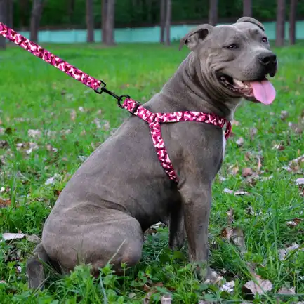 Повідець для Собак Bronzedog Urban Кісточка Нейлоновий Рожевий M: додаткове фото 5