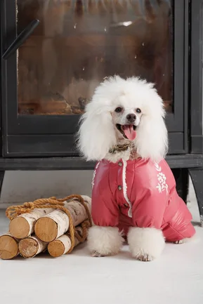 Комбінезон Pet Fashion Cherry S дівчинка для собак: додаткове фото 4