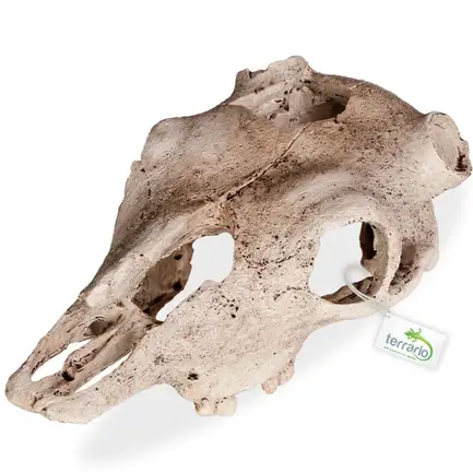 Декорація череп буйвола Terrario Buffalo Skull 21x12x8см (22128): додаткове фото 4