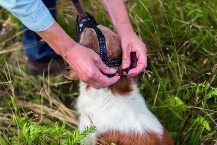 Намордник Trixie Muzzle Flex для собак, силіконовий, S (чорний): додаткове фото 2