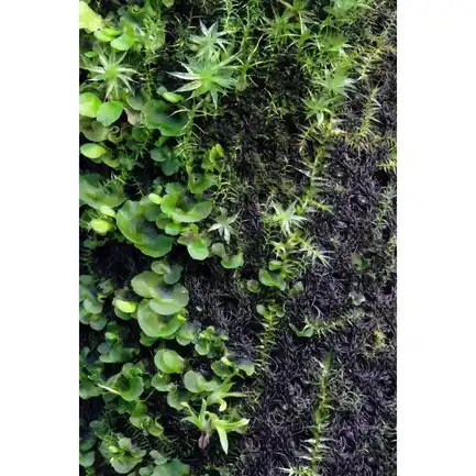 Бавовна з тропічних лісів Wacool Rainforest Plant Cotton M 29х29см (YZM003): додаткове фото 8