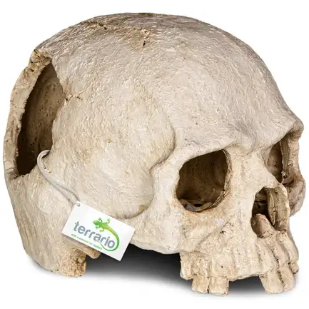 Декорація череп людини Terrario Human Skull 14x11x11см (151211): додаткове фото 5