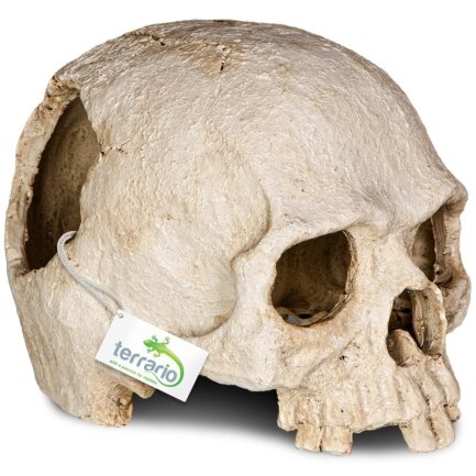 Декорація череп людини Terrario Human Skull 14x11x11см (151211) — Фото 4