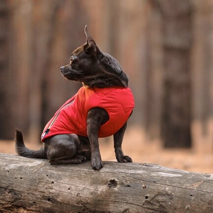 Жилет Pet Fashion «E.Vest» для собак, розмір XS, червоний — Фото 4