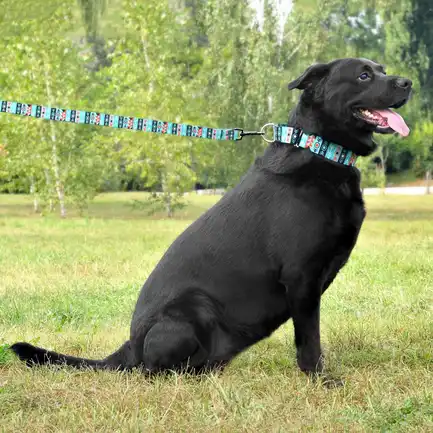 Нашийник для Собак Мартінґейл BronzeDog Urban Нейлоновий з Металевою Фурнітурою Інки XL: додаткове фото 5