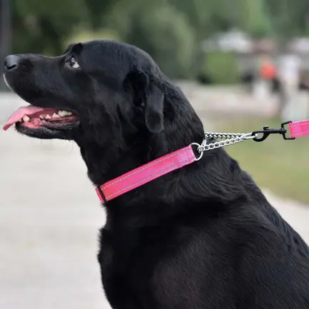 Нашийник для Собак Мартингейл BronzeDog Active нейлоновий зі світловідбиттям Рожевий S: додаткове фото 5