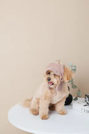 Шапка Pet Fashion Valley для собак розмір S: додаткове фото 4