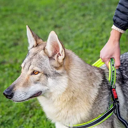 Ferplast SPORT DOG P L YELLOW Шлея, нейлон: додаткове фото 4