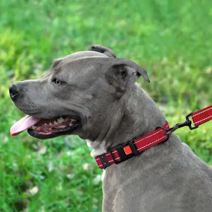 Повідець для Собак Bronzedog Active Нейлоновий зі Світловідбиттям Червоний L: додаткове фото 6