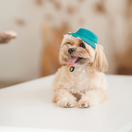 Панама Pet Fashion Rob для собак бавовна фіксатор бірюзова ХL: додаткове фото 5