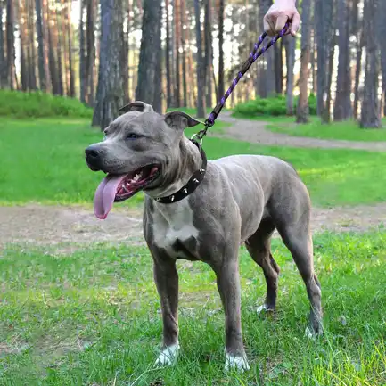 Короткий Повідець для Собак Bronzedog Active з Альпіністського Шнура Світловідбиваючий Чорно-Фіолетовий L/XL: додаткове фото 6