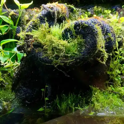Бавовна з тропічних лісів Wacool Rainforest Plant Cotton M 29х29см (YZM003): додаткове фото 6