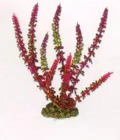 Aquatic Plants (Акватик Плэнтс) Акваріумна рослина, 16 см х 8 шт/уп.