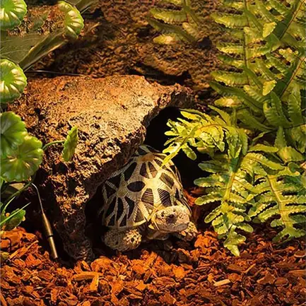 Сосновая кора Repti-Zoo Pine Bark 4л (SB014): додаткове фото 5