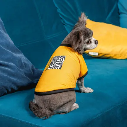 Футболка Pet Fashion Jessica для собак бавовна трикотаж жовта M: додаткове фото 4