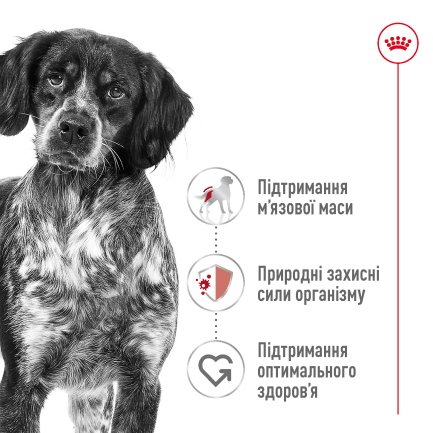 Сухий корм Royal Canin MEDIUM ADULT для дорослих собак середніх порід 15 кг — Фото 5