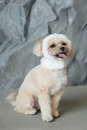 Шапка Pet Fashion Teddy для собак розмір XS: додаткове фото 3